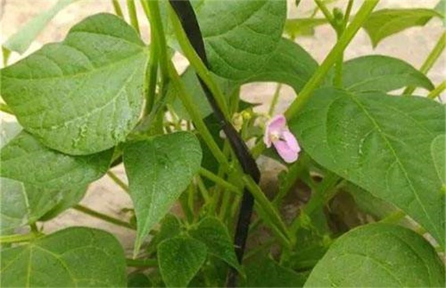 芸豆花期注意事项