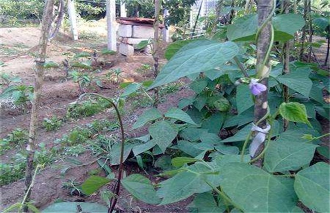 芸豆花期注意事项