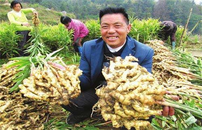 生姜 管理要点 膨大