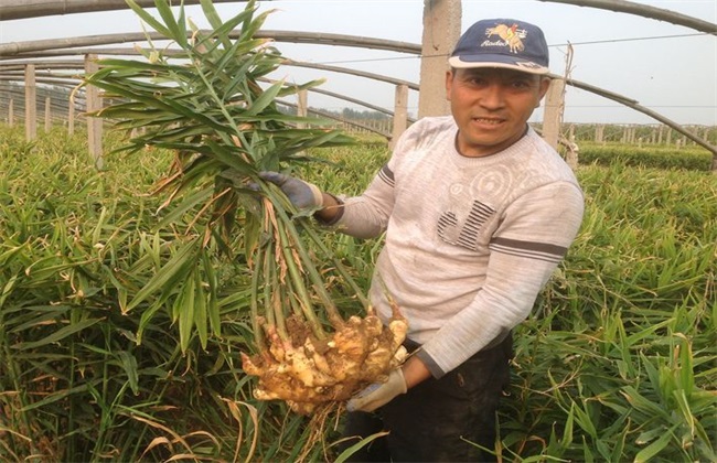 生姜 管理要点 膨大