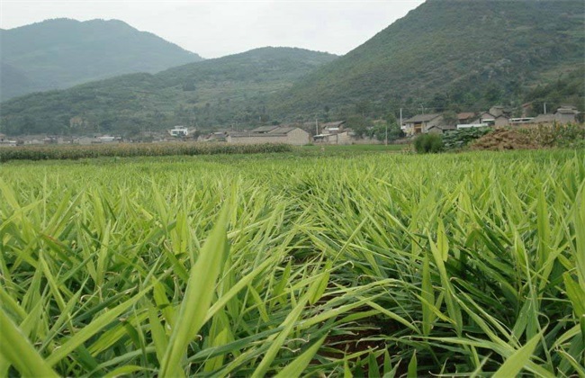 生姜 管理要点 膨大