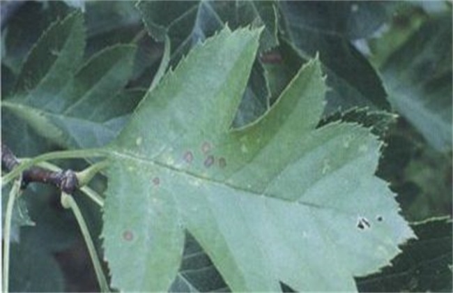 常见病害 山楂 防治方法