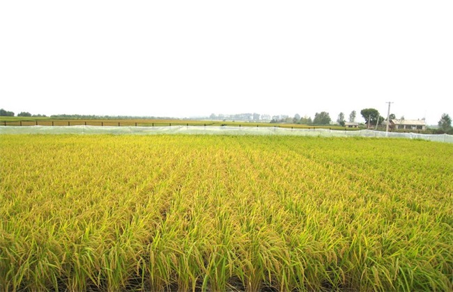 田间管理 水稻 夏季