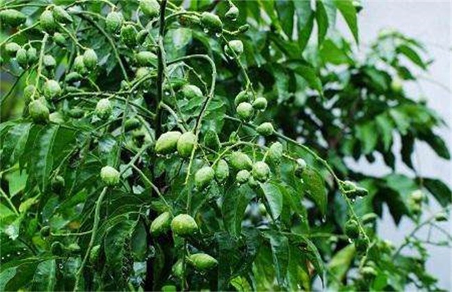 黄皮的种植条件