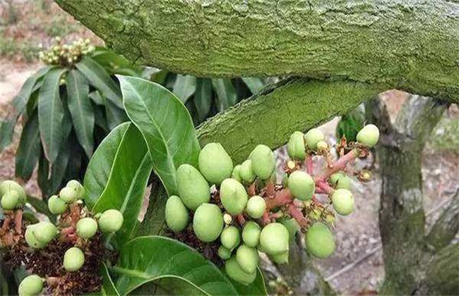 芒果落花落果的原因及防治方法