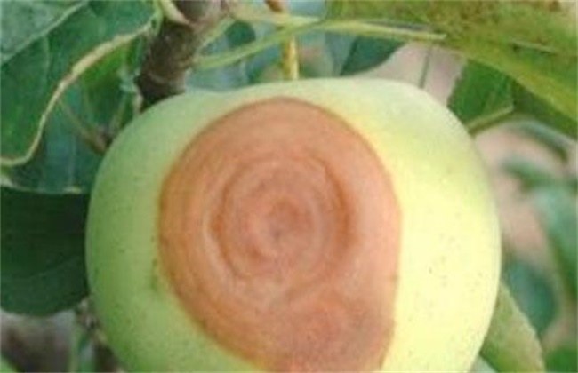 苹果烂果的原因及防治方法