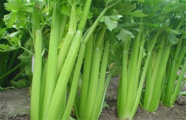 夏季适合种植什么蔬菜