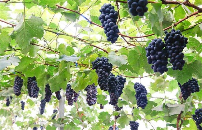 葡萄 热害 防治方法