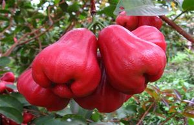 莲雾常见的种植品种
