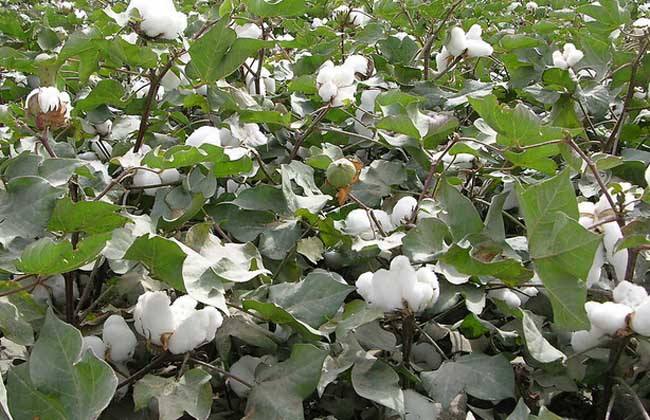 防治措施 棉花 死苗