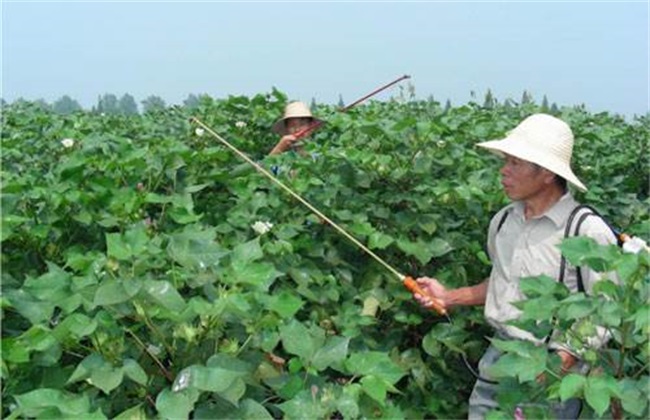 防治措施 棉花 死苗