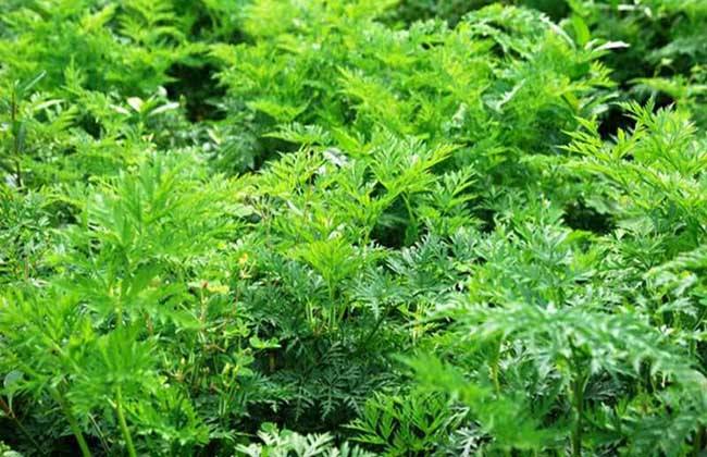 川芎的种植技术