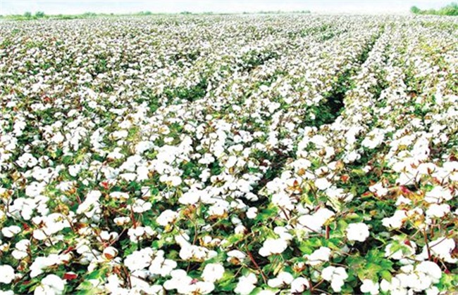 棉花 管理方法 秋季