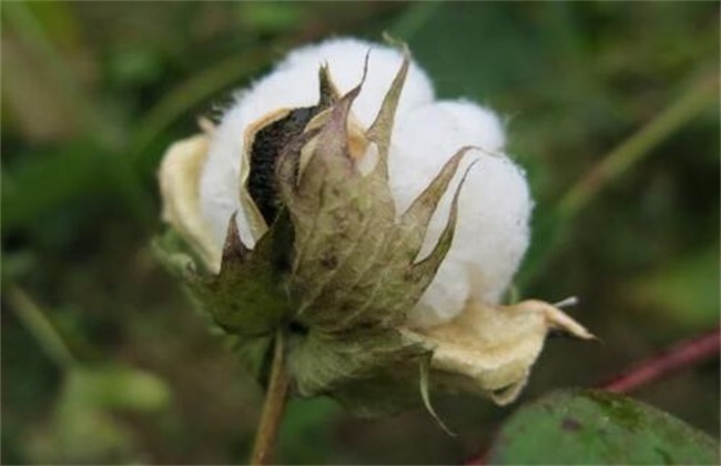 棉花 管理方法 秋季