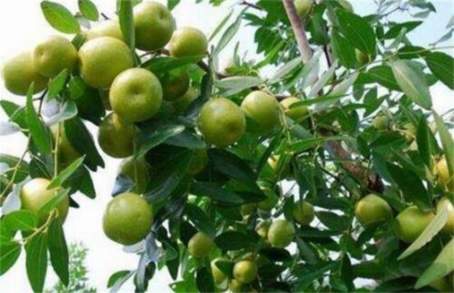干腐病症状 枣树 防治方法