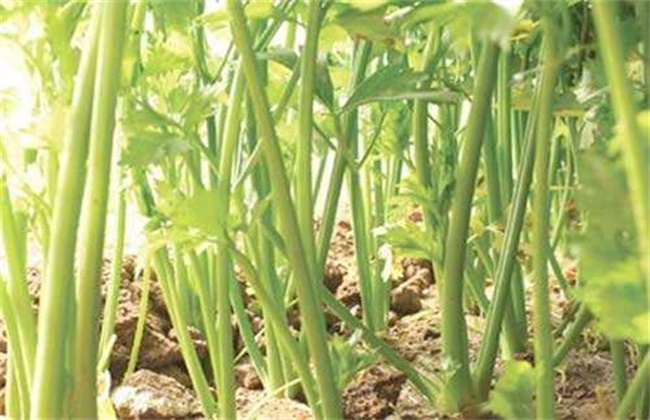 芹菜空心的原因及预防方法