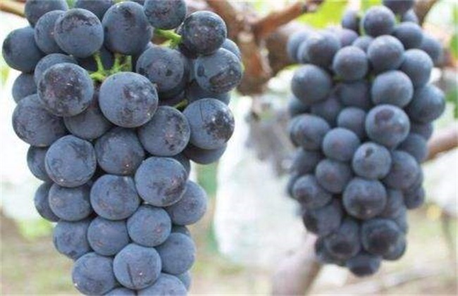 葡萄 酸腐病 防治方法