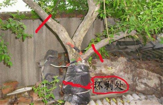 石榴树环剥时间和方法