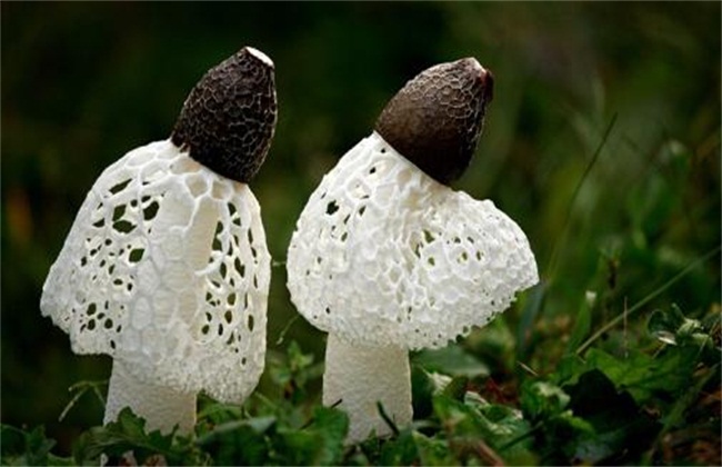 竹荪种植一亩的成本收益