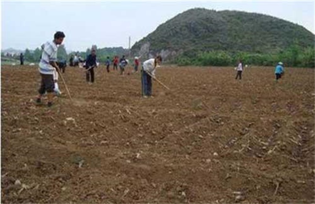 生姜种植如何提高产量