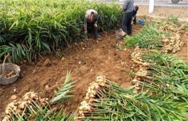 生姜种植如何提高产量