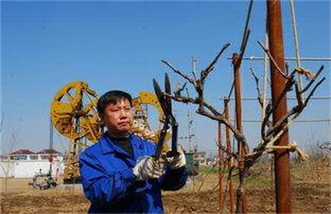 葡萄伤流的原因及防治方法