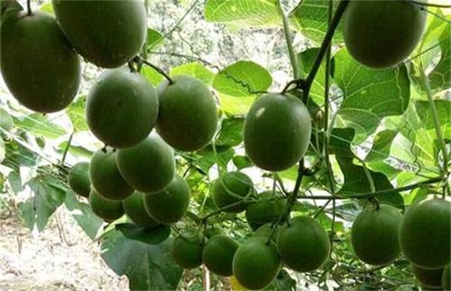 罗汉果常见病虫害防治方法