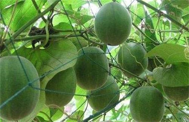 罗汉果常见病虫害防治方法