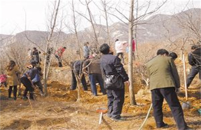 石榴树秋冬季管理要点