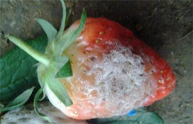 常见病害 草莓 防治方法