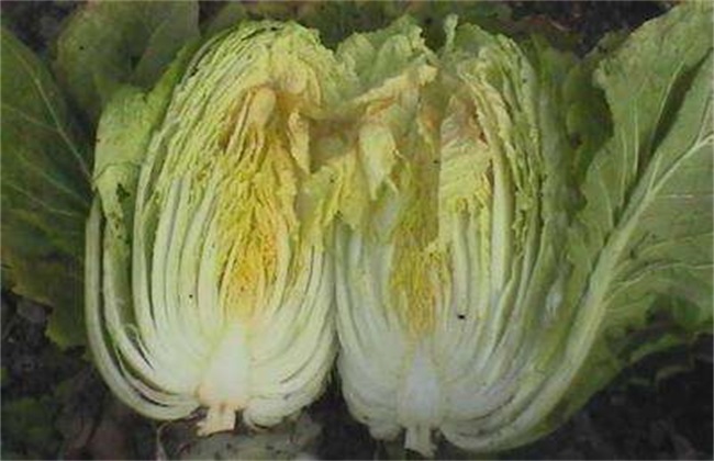 白菜 怎么办 干烧心