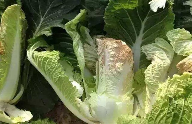 白菜 怎么办 干烧心