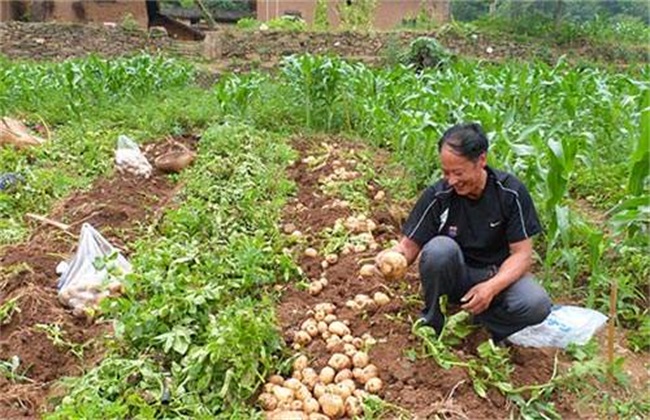 土豆叶片发黄 怎么回事