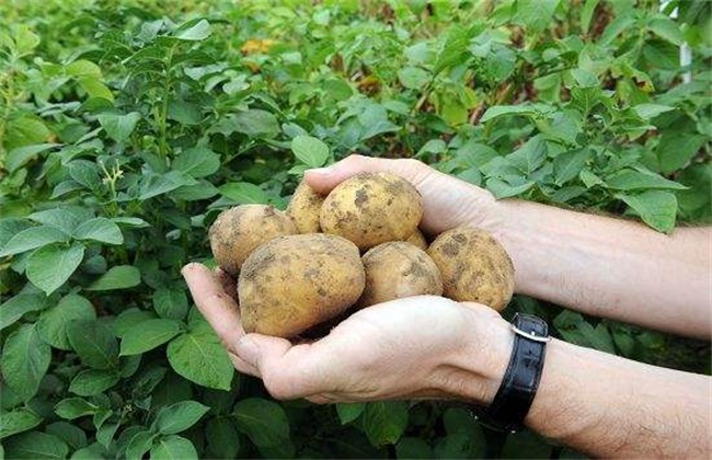 土豆叶片发黄 怎么回事