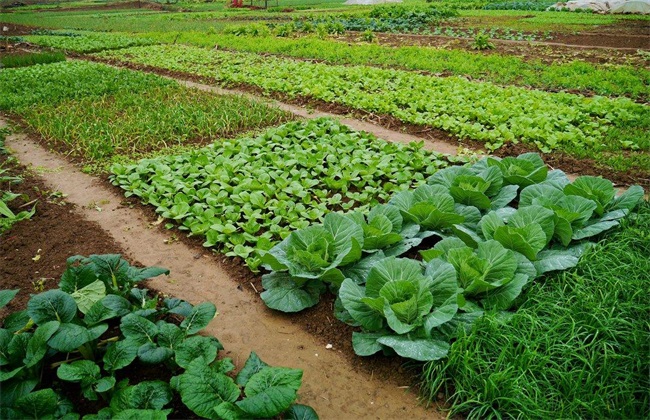 蔬菜 冬季 种植