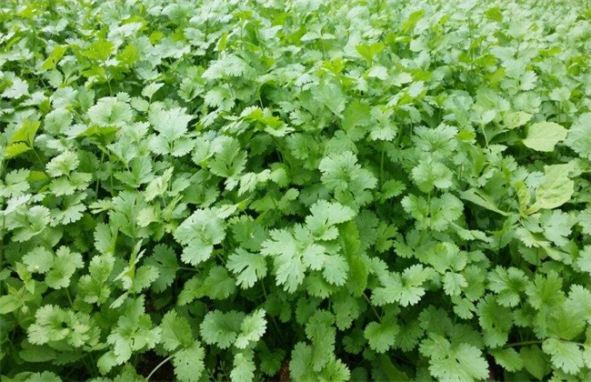蔬菜 冬季 种植