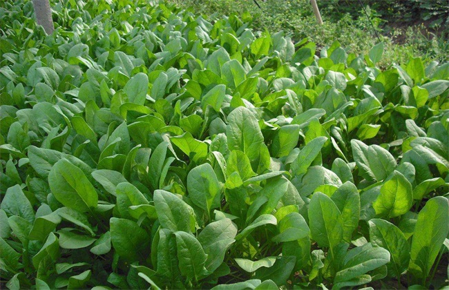 蔬菜 冬季 种植