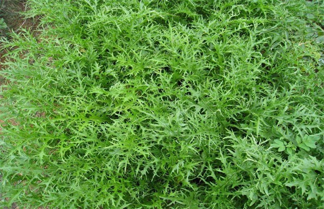 蔬菜 冬季 种植