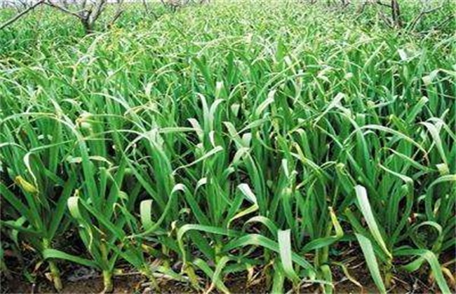 蔬菜 冬季 种植