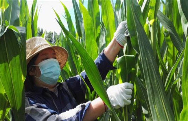 玉米去雄的方法及注意事项