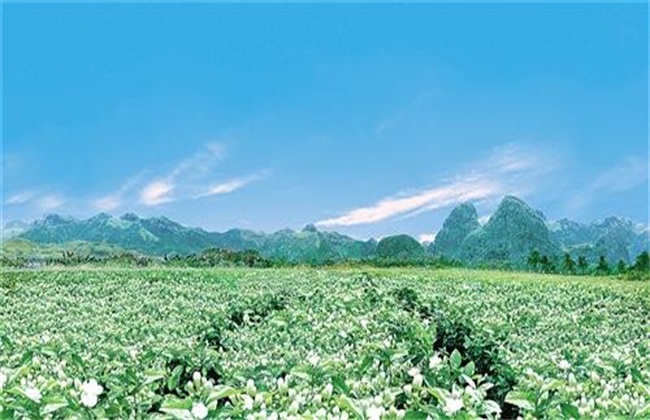 茉莉