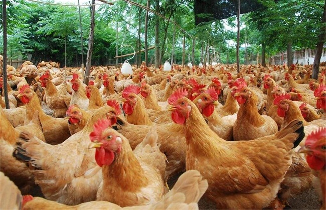 肉鸡 管理方法 冬季养殖
