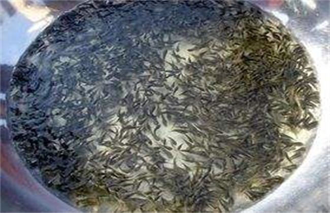 鱼苗 注意事项 运输过程