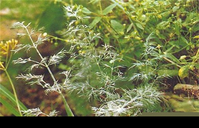 茴香常见病害的防治方法