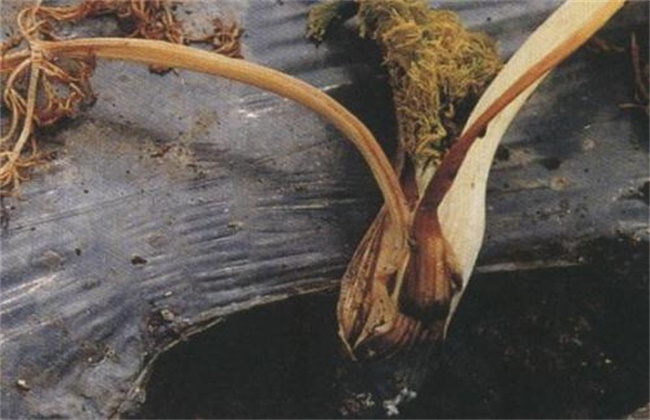 茴香常见病害的防治方法