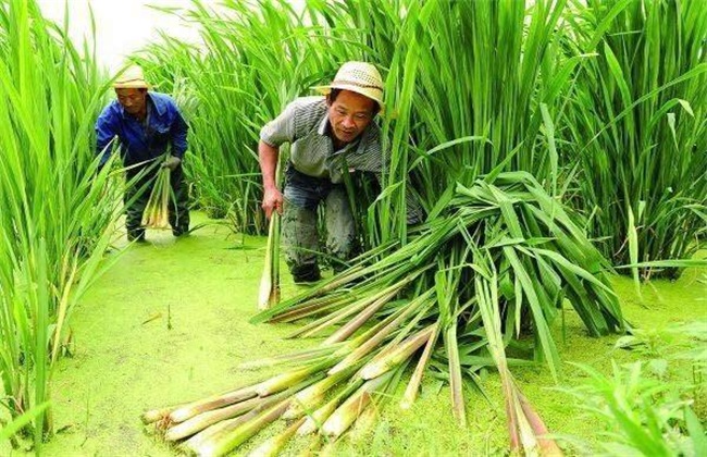 茭白 环境要求 种植