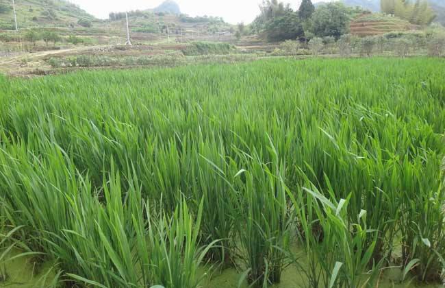 茭白 环境要求 种植