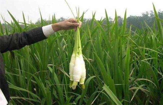 茭白 环境要求 种植