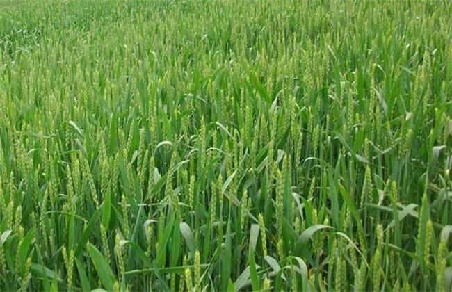 冬小麦种植技术