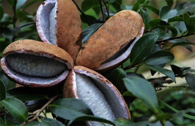 南方水果种植新品种
